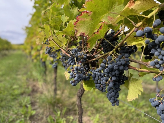Grapes at Winnica Jura