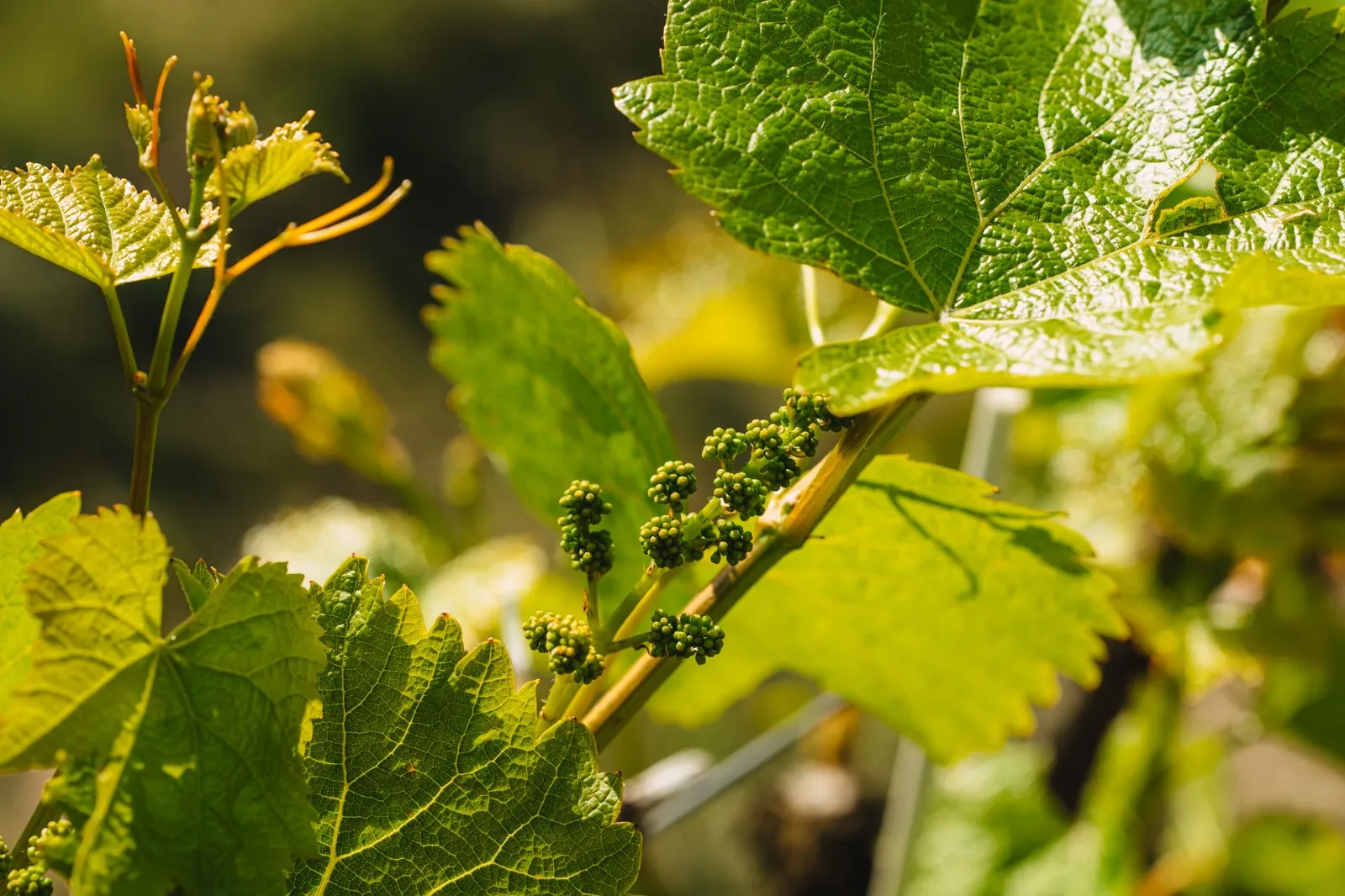 Vine leaves at Winnica Jura